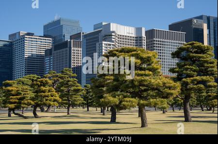 Kiefern im äußeren Garten Kaiserpalast mit Hochhäusern im Hintergrund, Tokio, Japan. Kaiserpalast und Gärten im Zentrum von Tokio, Japa Stockfoto