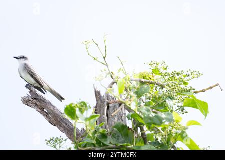 Graue Königsköpfe oder graue Königsköpfe - Tyrannus dominicensis - auch bekannt als Pitirre Petchary oder Weißbrust Königskögel Karibische Vögel - Dominikanische Republik Stockfoto