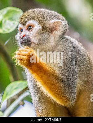 Eichhörnchenaffen auf der Insel Dominikanische Republik in der karibik - Affen spielen mit Touristen und essen Obst auf Monkeyland Stockfoto