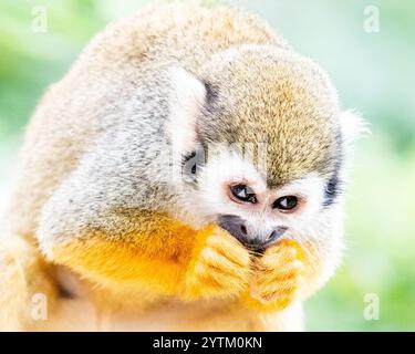 Eichhörnchenaffen auf der Insel Dominikanische Republik in der karibik - Affen spielen mit Touristen und essen Obst auf Monkeyland Stockfoto