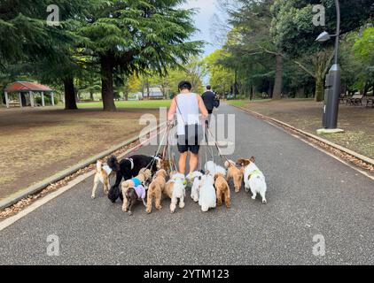 Ein Hundeführer, der eine große Gruppe verschiedener Hunderassen an Leinen verwaltet, in einem Park in Tokio, Japan. Stockfoto