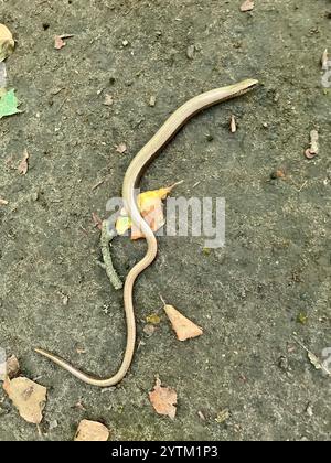 Gemeiner langsamer Wurm (Anguis fragilis) am Boden Stockfoto