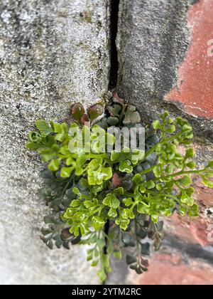 Wallrue Spleenwort (Asplenium ruta-muraria cryptolepis) Stockfoto