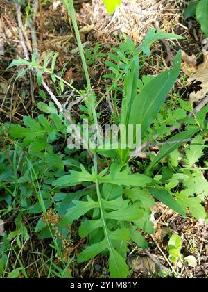 Isle of man Kohl (Coincya monensis) Stockfoto