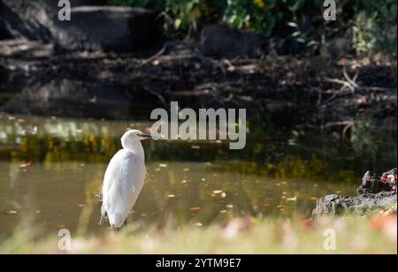 Herbstlaub in den Hamarikyu Gardens, Tokio, Japan. Der Hamarikyu Garden befindet sich im Zentrum von Tokio, an der Bucht von Tokio, im Bezirk Shiodome. Stockfoto