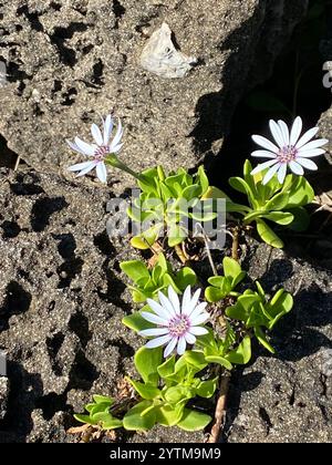 Afrikanische Gänseblümchen (Dimorphotheca fruticosa) Stockfoto