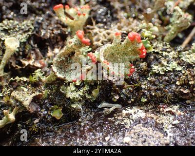 Britische Soldatenflechte (Cladonia cristatella) Stockfoto