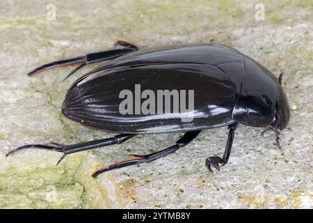 Große Silber Wasserkäfer (wasserhaltigen Piceus), Erwachsene auf einem Felsen. Stockfoto