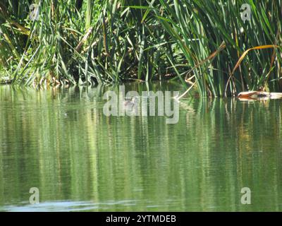Afrikanischer Little Grebe (Tachybaptus ruficollis capensis) Stockfoto