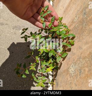 Florida Hängematte Sandmatte (Euphorbia ophthalmica) Stockfoto