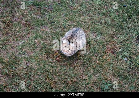 Hungrige streunende Katze auf Gras, Blick von oben. Katze, die auf Grashintergrund mit Kopierraum in die Kamera schaut. Entzückendes Haustier-Konzept. Katze wartet auf Nahrung Stockfoto