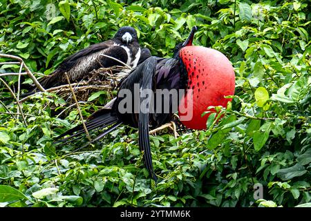 Fregatebird - Fregata magnens - Männchen mit aufgeblähtem Gular Sack Fregattvogel in der Karibik mit vergrößertem roten Hals - in der Nähe von Los Haitises Stockfoto