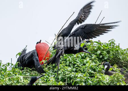 Fregatebird - Fregata magnens - Männchen mit aufgeblähtem Gular Sack Fregattvogel in der Karibik mit vergrößertem roten Hals - in der Nähe von Los Haitises Stockfoto