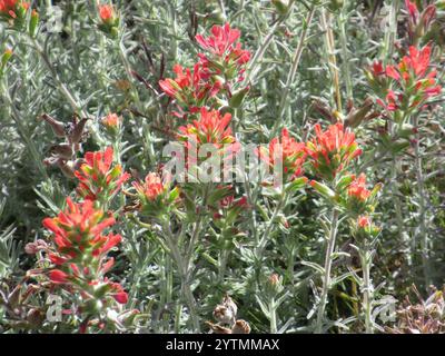 Indischer Wollpinsel (Castilleja foliolosa) Stockfoto