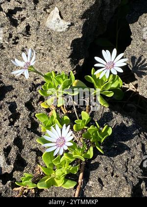 Afrikanische Gänseblümchen (Dimorphotheca fruticosa) Stockfoto
