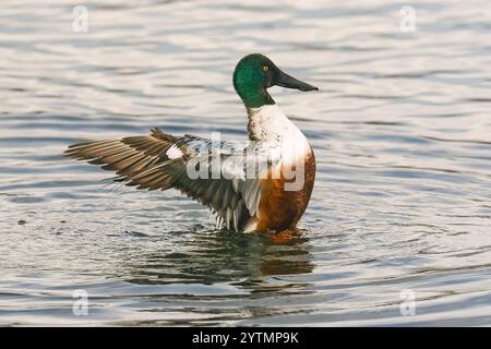 Eine Northern Shoveler Ente, die aus nächster Nähe eine Flügelklappe durchführt und Brust und Bauch freilegt. Stockfoto