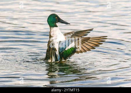 Eine Nahaufnahme einer Northern Shoveler drake Ente im Seitenprofil, die aus nächster Nähe mit ihren bunten Flügeln flattert. Stockfoto