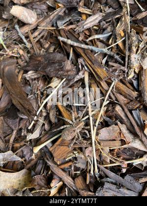 Georgia Wolf Spider (Tigrosa georgicola) Stockfoto