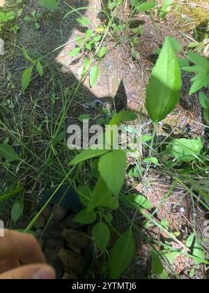 Graukopf-Coneflower (Ratibida pinnata) Stockfoto