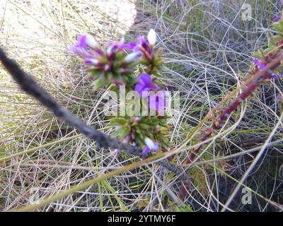 Stachelige Purplegorse (Muraltia heisteria) Stockfoto