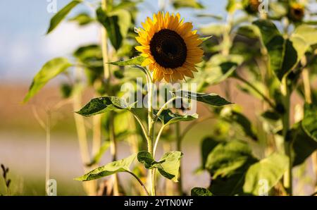 Oberglatt, Schweiz, 6. September 2024: Sonnenblumen stehen auf einem Ackerfeld in der Abendsonne. (Foto: Andreas Haas/dieBildmanufaktur) Stockfoto