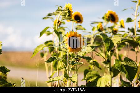 Oberglatt, Schweiz, 6. September 2024: Sonnenblumen stehen auf einem Ackerfeld in der Abendsonne. (Foto: Andreas Haas/dieBildmanufaktur) Stockfoto