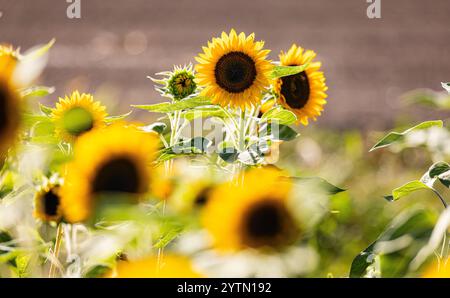 Oberglatt, Schweiz, 6. September 2024: Sonnenblumen stehen auf einem Ackerfeld in der Abendsonne. (Foto: Andreas Haas/dieBildmanufaktur) Stockfoto