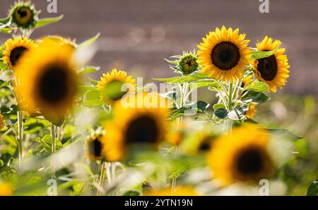 Oberglatt, Schweiz, 6. September 2024: Sonnenblumen stehen auf einem Ackerfeld in der Abendsonne. (Foto: Andreas Haas/dieBildmanufaktur) Stockfoto