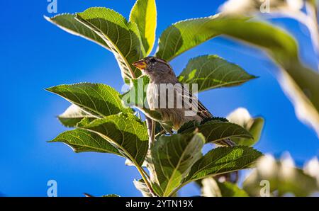 Oberglatt, Schweiz, 6. September 2024: Ein Sperling sitzt auf einem Ast in einem Baum. (Foto: Andreas Haas/dieBildmanufaktur) Stockfoto