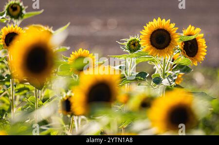 Oberglatt, Schweiz, 6. September 2024: Sonnenblumen stehen auf einem Ackerfeld in der Abendsonne. (Foto: Andreas Haas/dieBildmanufaktur) Stockfoto