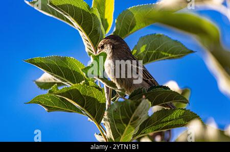 Oberglatt, Schweiz, 6. September 2024: Ein Sperling sitzt auf einem Ast in einem Baum. (Foto: Andreas Haas/dieBildmanufaktur) Stockfoto