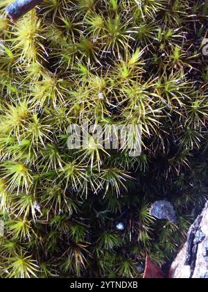 Heide-Sternmoos (Campylopus introflexus) Stockfoto