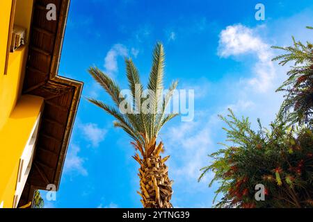 Grüne Palmenblätter und Dach aus gelben Häusern vor blauem Himmel. Palmen in hinterleuchteter Sommersonne. Ansicht von unten nach oben. Hochwertige Fotos Stockfoto