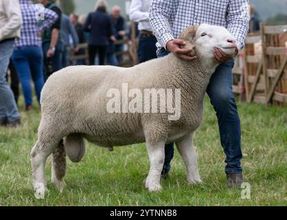 White Faced Woodland Sheep bei der Hope Show im Peak District, Derbyshire, Großbritannien. 2024 Stockfoto