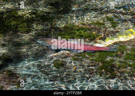 Lachslaufen im Beebe Springs Wildlife Area Pond, Lake Chelan, Washington Stockfoto