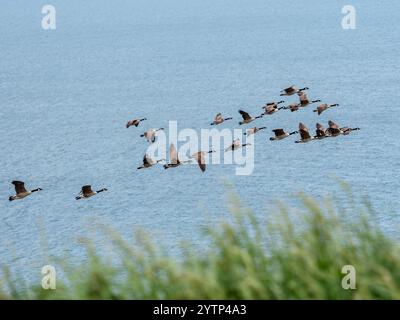 Herde von Kanadagänse im Flug Stockfoto