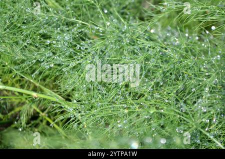 Frische Regentropfen glitzern im Sonnenlicht auf nadelförmigen Spargelzweigen. Kann als pflanzengrüner Hintergrund verwendet werden. Stockfoto