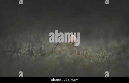 Makrofotografie von einzelnen winzigen Pilzen in Moos, niedrigem Winkel, dunkler Stimmung, Pastellgrün, Minimalismus, Kopierbereich, 16:9 Stockfoto