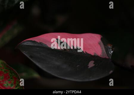 Eine einzigartige Blattausstellung mit atemberaubenden rosa und schwarzen Farbmustern auf der gesamten Oberfläche Stockfoto