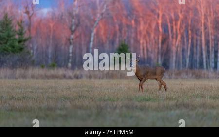 Weißschwanzbock während der Furche im Norden von Wisconsin. Stockfoto