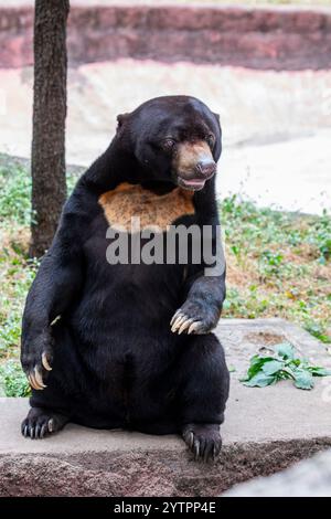 Sonnenbär ist eine Art, die in tropischen Waldgebieten Südostasiens vorkommt. Sein Fell ist in der Regel tiefschwarz, kurz und glatt mit etwas Unterwolle. Stockfoto