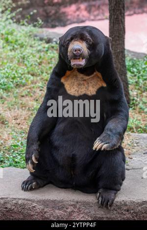 Sonnenbär ist eine Art, die in tropischen Waldgebieten Südostasiens vorkommt. Sein Fell ist in der Regel tiefschwarz, kurz und glatt mit etwas Unterwolle. Stockfoto