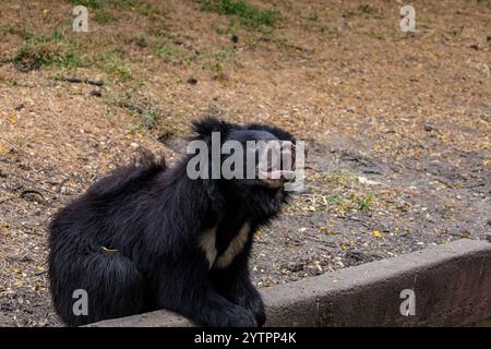 Der junge Faulbär (Melursus ursinus) ist eine myrmekophagoge Bärenart, die auf dem indischen Subkontinent beheimatet ist. Er ernährt sich von Früchten, Ameisen und Termiten. Stockfoto