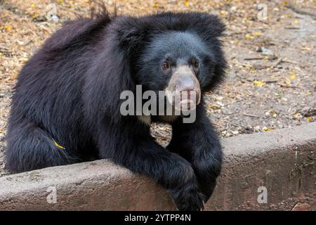 Der junge Faulbär (Melursus ursinus) ist eine myrmekophagoge Bärenart, die auf dem indischen Subkontinent beheimatet ist. Er ernährt sich von Früchten, Ameisen und Termiten. Stockfoto