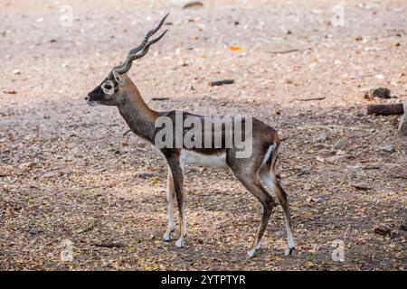 Die Antilope cervicapra (Antilope cervicapra) ist eine mittelgroße Antilope aus Indien und Nepal. Das weiße Fell am Kinn und um die Augen ist scharf Stockfoto