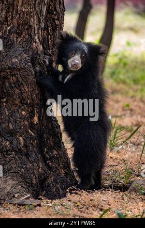 Der junge Faulbär (Melursus ursinus) ist eine myrmekophagoge Bärenart, die auf dem indischen Subkontinent beheimatet ist. Er ernährt sich von Früchten, Ameisen und Termiten. Stockfoto