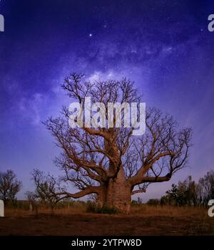 Die Milchstraße, die sich über den „King Boab“-Baum in Kimberley, Western Australia, erhebt Stockfoto