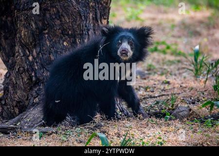Der junge Faulbär (Melursus ursinus) ist eine myrmekophagoge Bärenart, die auf dem indischen Subkontinent beheimatet ist. Er ernährt sich von Früchten, Ameisen und Termiten. Stockfoto