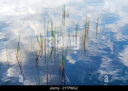 Buntes Schilf, das aus dem flachen Wasser eines Sees in der Nähe von Huntsville Ontario wächst, mit einer wunderschönen Reflexion des Himmels im Wasser. Stockfoto