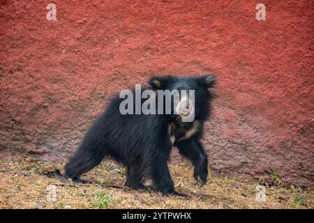 Der junge Faulbär (Melursus ursinus) ist eine myrmekophagoge Bärenart, die auf dem indischen Subkontinent beheimatet ist. Er ernährt sich von Früchten, Ameisen und Termiten. Stockfoto